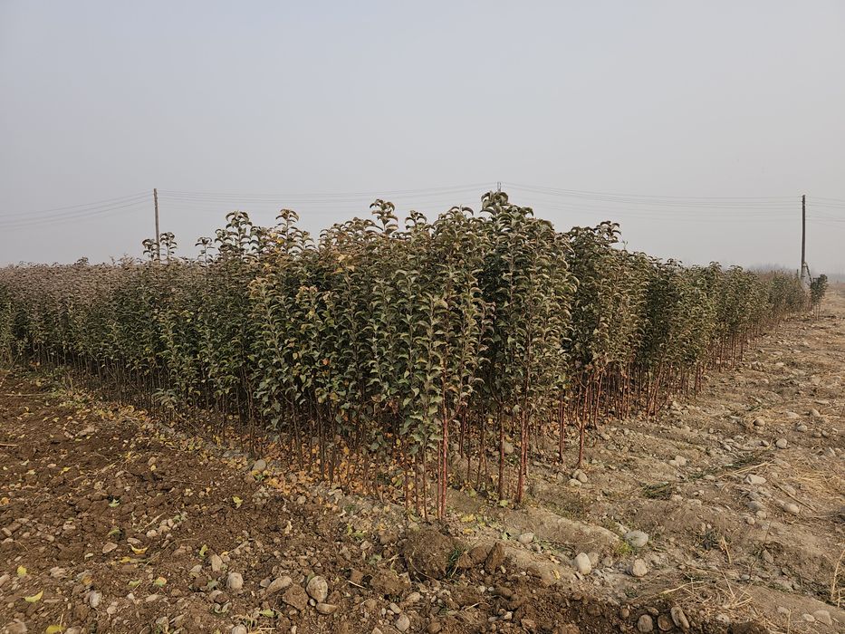 Фруктовые саженцы