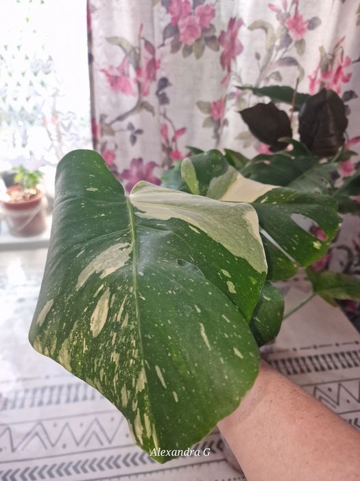 Монстеры три вида г.Абай