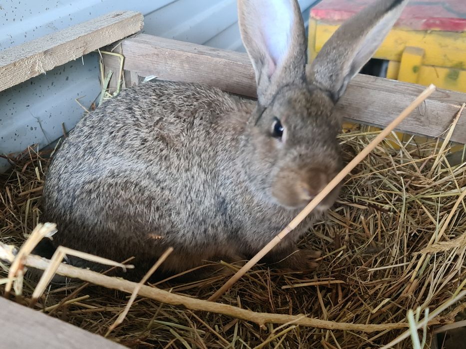 Кролики 2,5 месяца