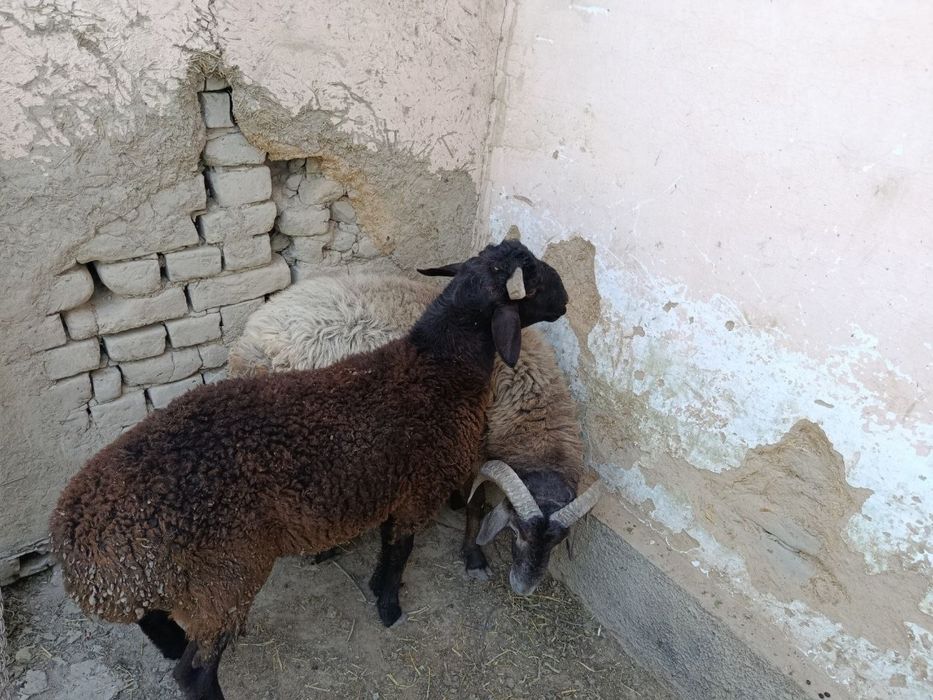 Qo’chqor lar ikkta