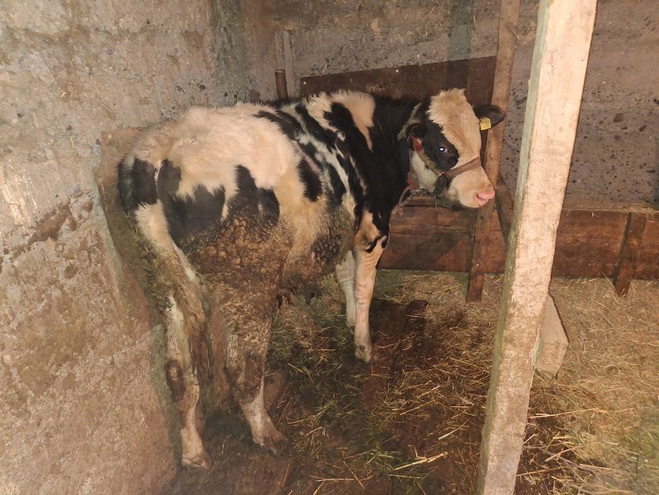 Продам бычков хорошие