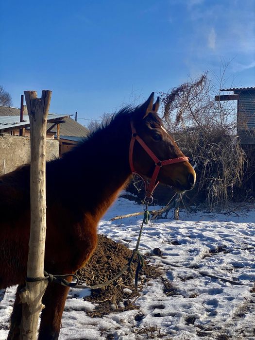 Тай жеребец.