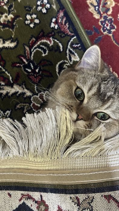 ВЯЗКА, кошка скоттиш (Juftlash uchun)