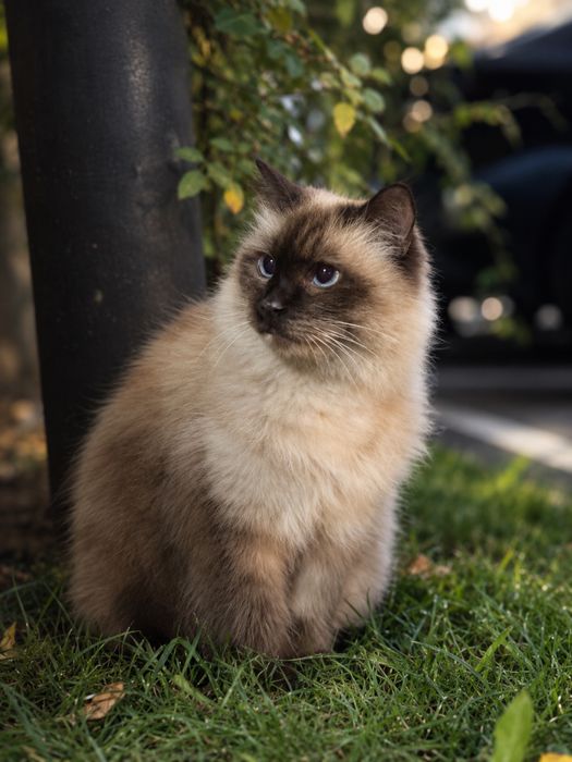Породистая кошка ищет дом