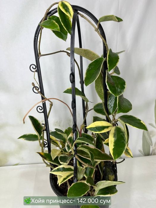 Хойя, Калатея, Антуриум и др