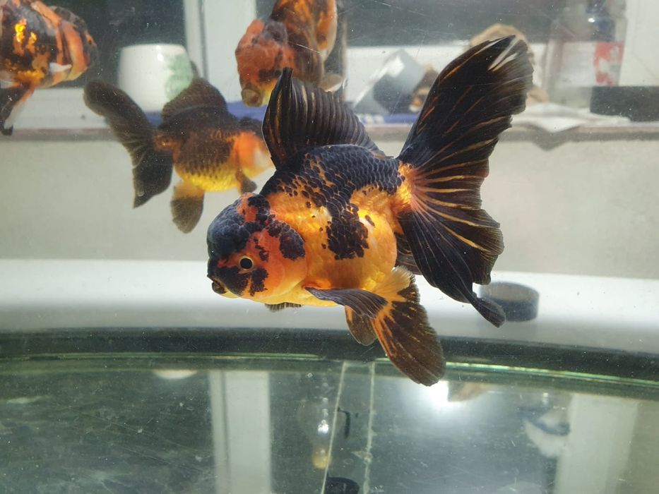 Carasi oranda!!!