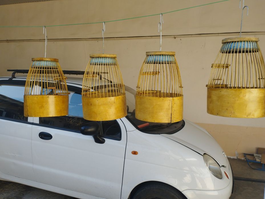 Bedana toʻrqovoq Toshkenda