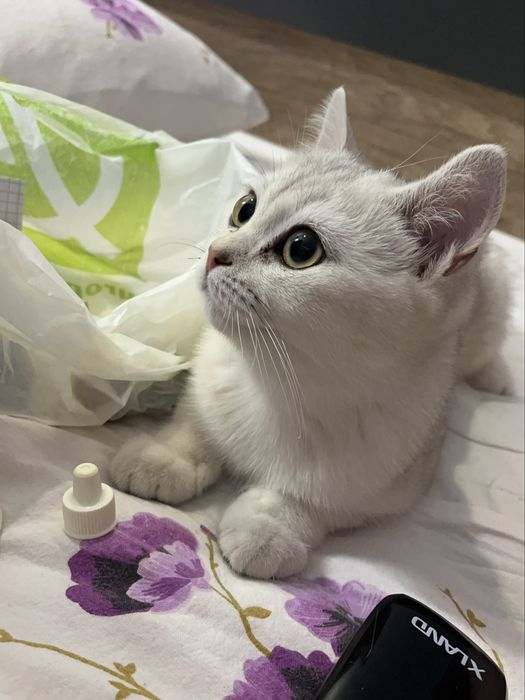 вязка кот шиншила