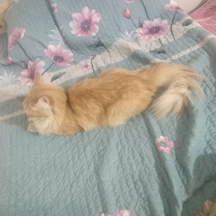 Кошка Сибирская 3 года