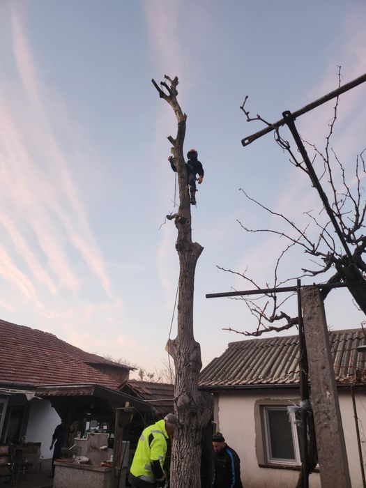 Професионално Рязане на Опасни Дървета!