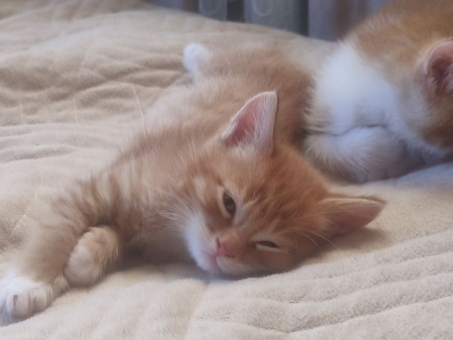 Отдаю котят в добрые руки