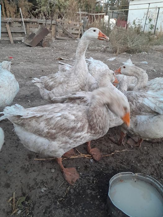 Қаз сатылады үйде өскен