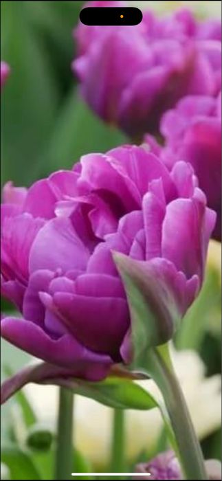 Bulbi de lalele 100 buc 60 lei