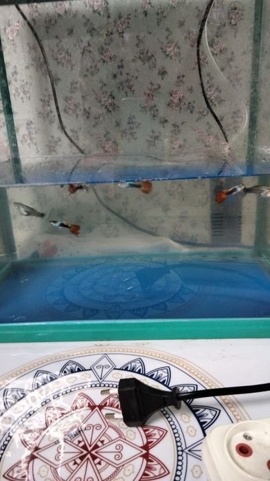 Аквариум с рыбками