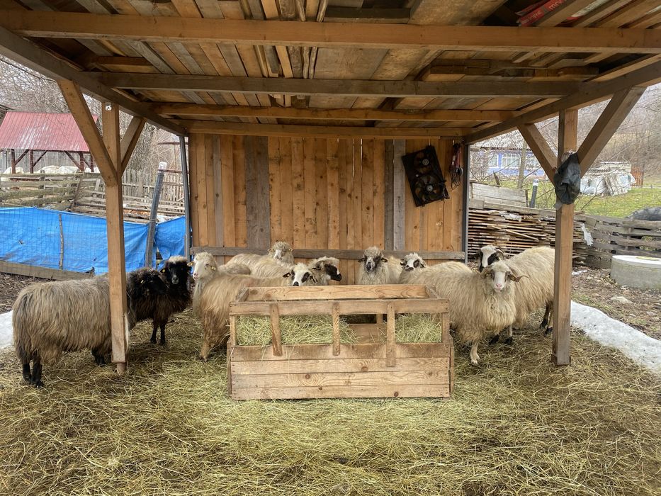 Vând 10 buc , oi !urgent