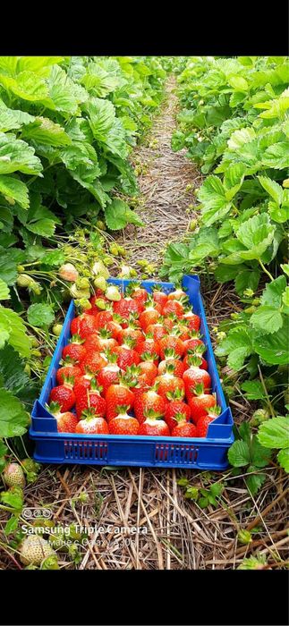 Разсад ягоди Азия, Клауди, Ароза – силен разсад, евтино 0.25 €