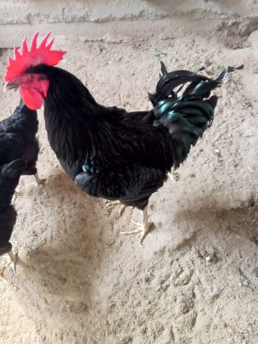 Gigant Qora shaxzoda tuxumlari sotiladi