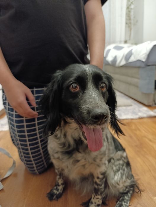 Собака породы Спаниель