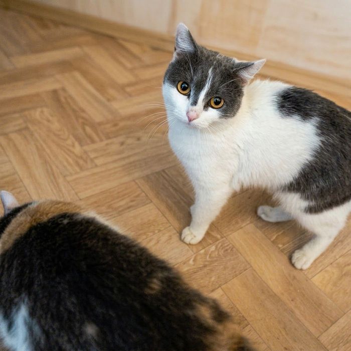 Отдам кота и кошку в добрые руки