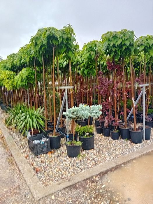 Vând catalpa globulară ornamentală