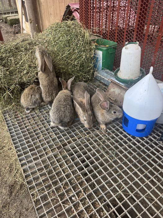 Iepurasi urias german 2 luni