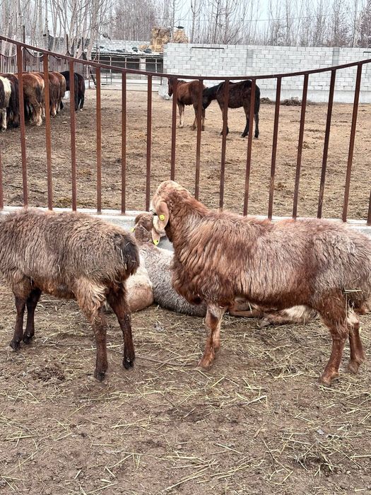 ЕДИЛБАЙ ЗОТДОР кози койлар сотилади оптим 1-кул