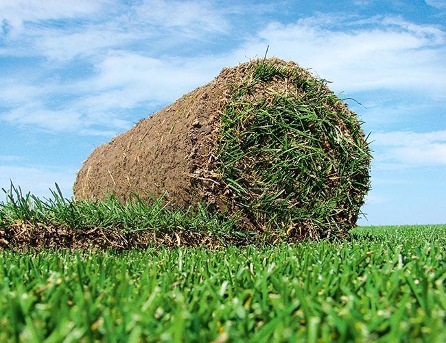 Tabiy tayyor gazon o’rnatamiz va sotamiz