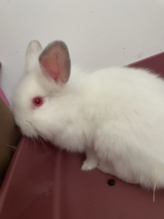 Iepure pitic cap de leu