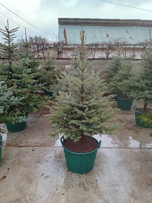 Brazi argintiu la ghiveci