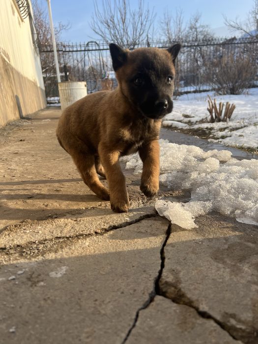 Кабель щенок Малинуа