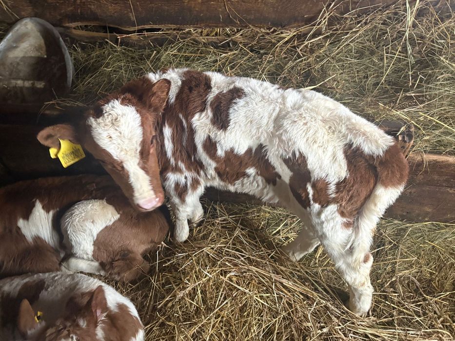 Продам телят 5 штук