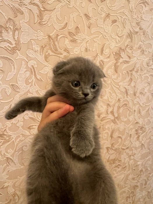 Scottish fold & strayt, toza paroda