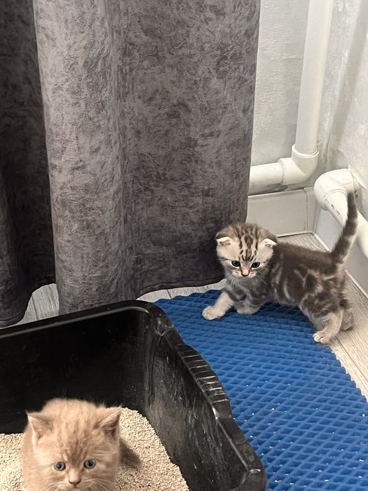 Котята британцы.