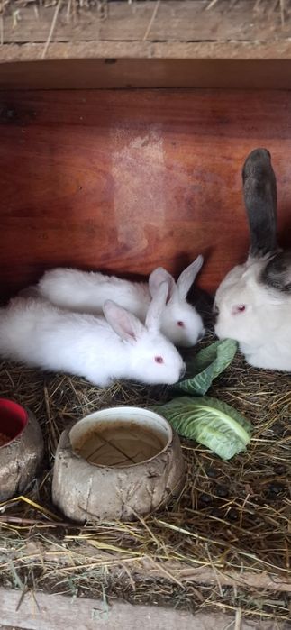 Vând pui de iepuri Uriaș de Transilvania