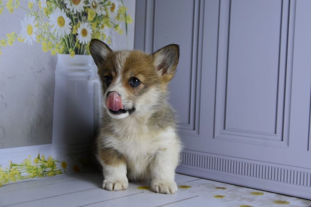 Вельш корги пемброк продам