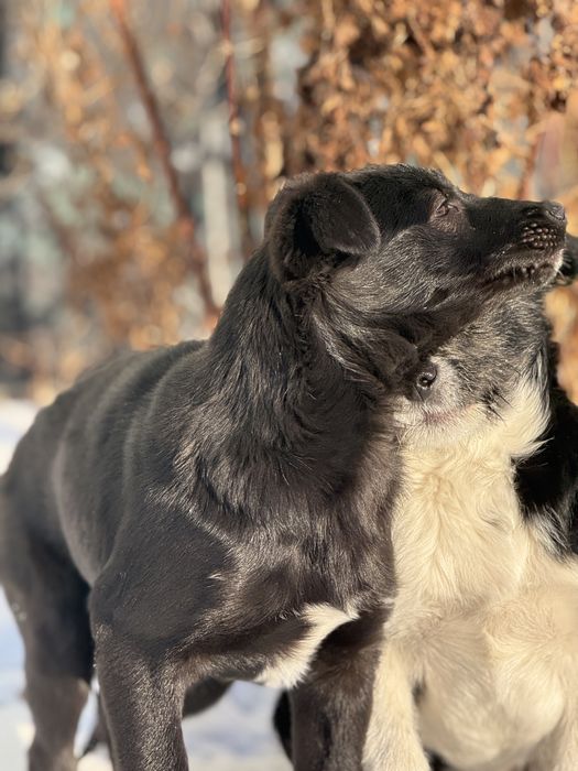 Отдам щенков в добрые руки