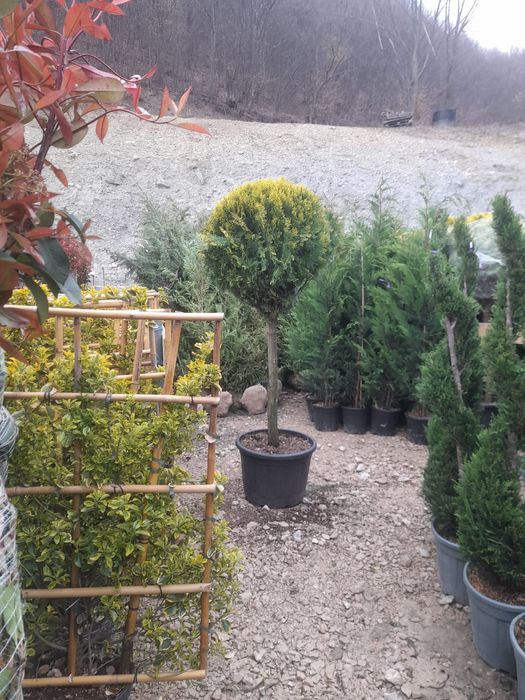 Amenajări grădini Leylandii photinia  Evudimus  Prunus