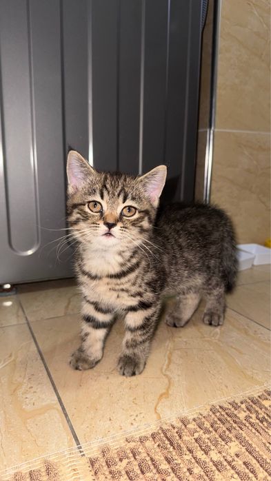 Mushikchalar/Котята sotiladi onasi ham 100$ hamasi