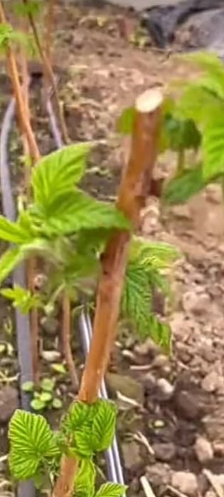 Садовые растения  , цветы