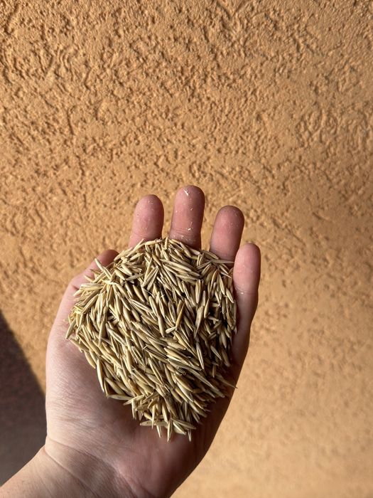 Vând ovaz calitate extra