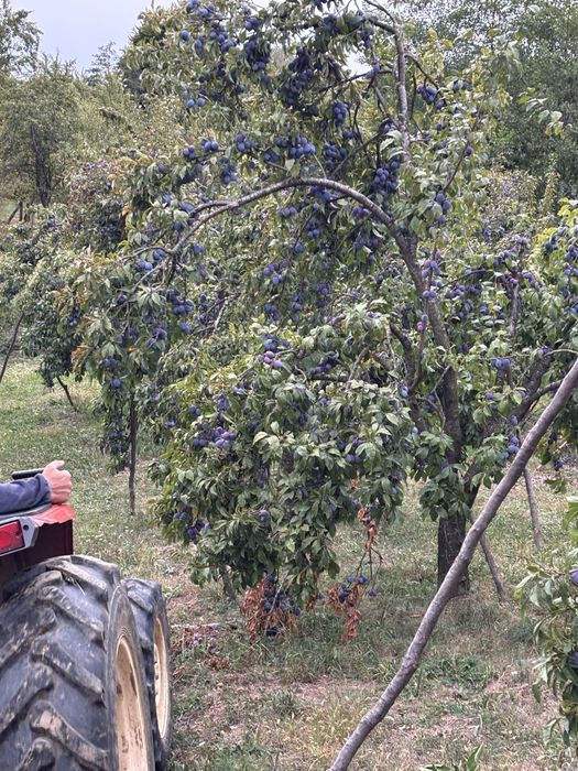 Vand prune anaspet pentru tuica