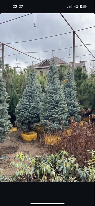 Автополив - газон