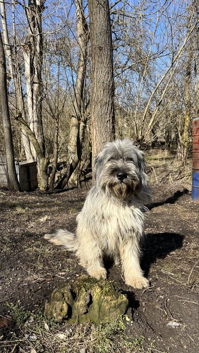 Donez caine cuminte si jucaus.