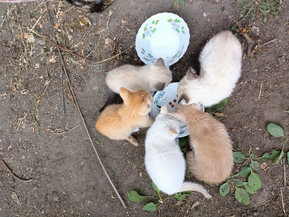 Отдам котят в хорошие руки
