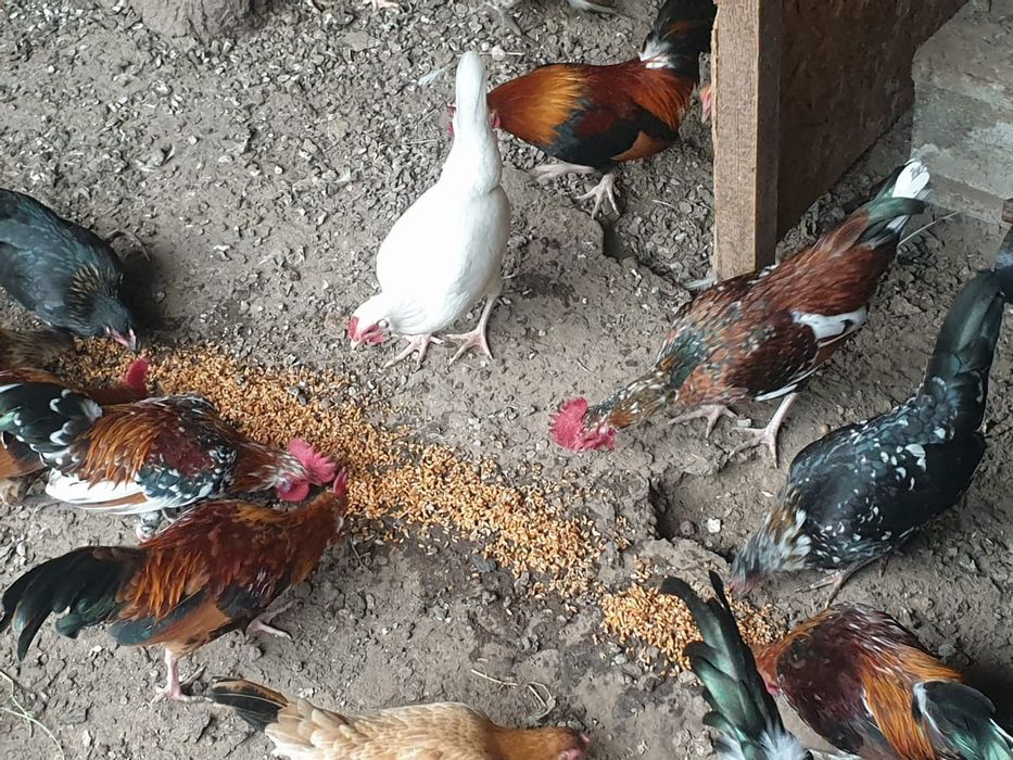 Продам карликовых курей