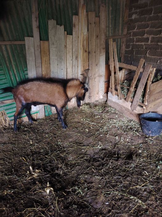 Vand tap alpin francez sau schimb cu o capra sau iada buna de lapte