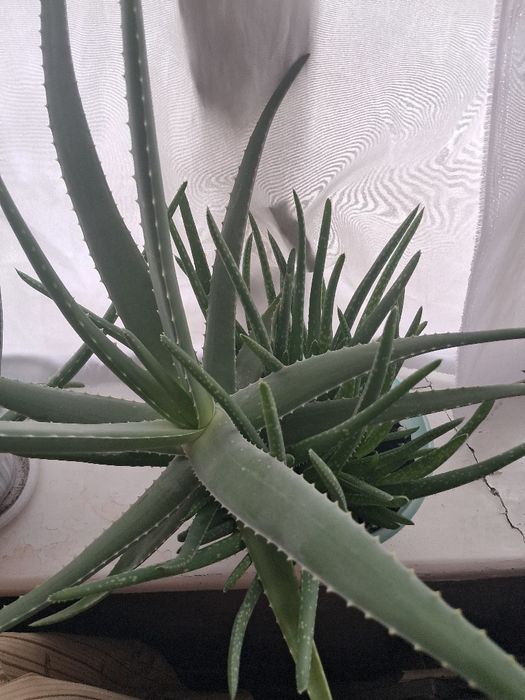 Продам алоэ вера