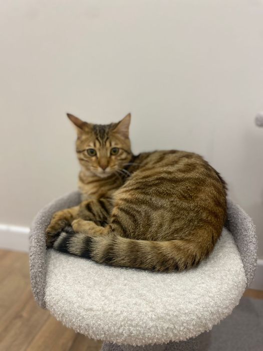 Отдам кота в добрые руки