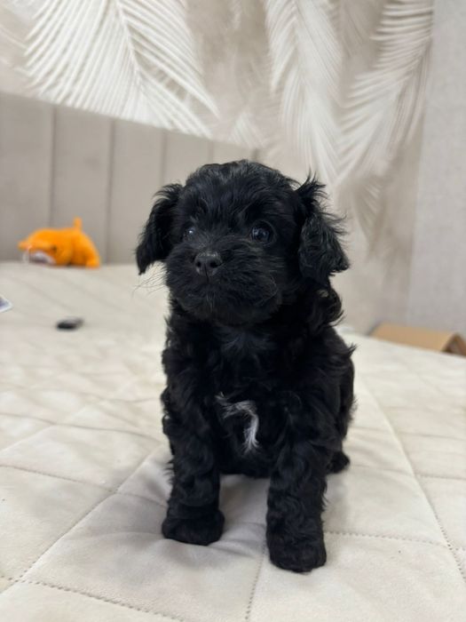 150000 продам щенков породы чипу