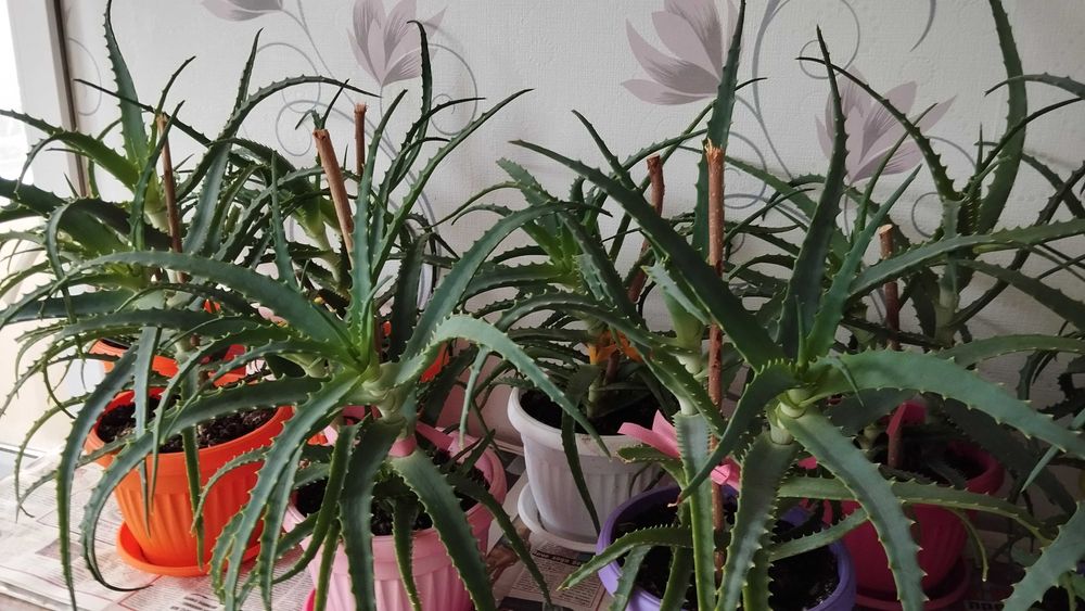 Лечебно Алое (Дървовидно Aloe Аrborescens) над 3г